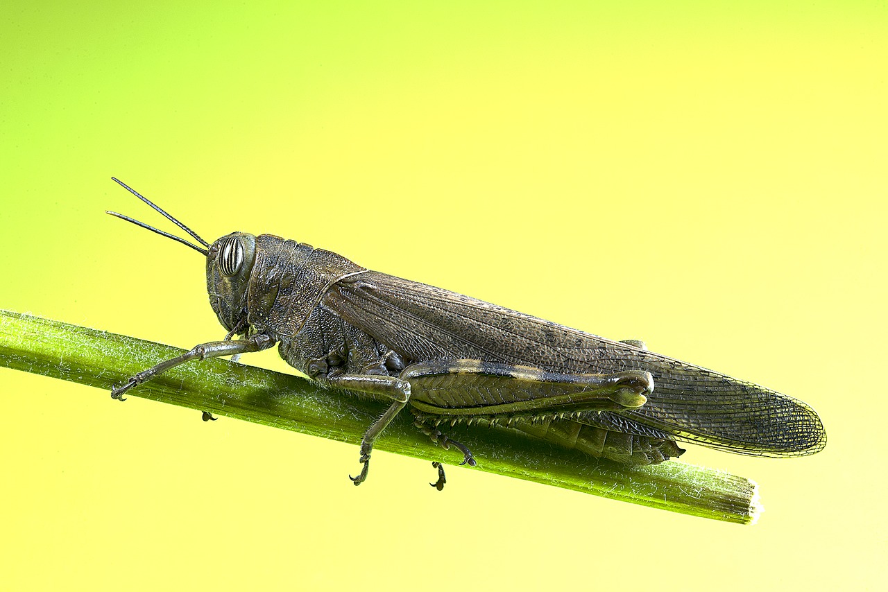 Image - grasshopper insect macro he caught