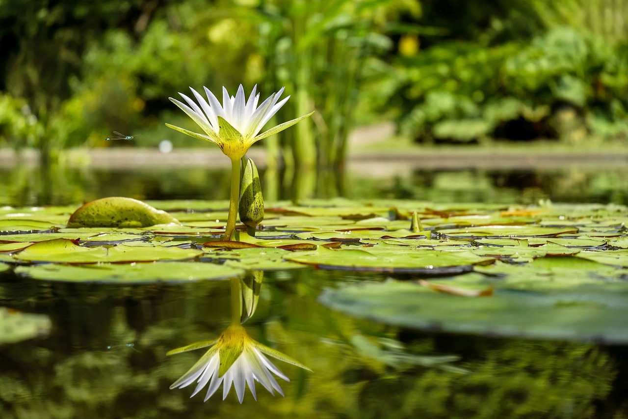 Image - water lily flower flowers pond