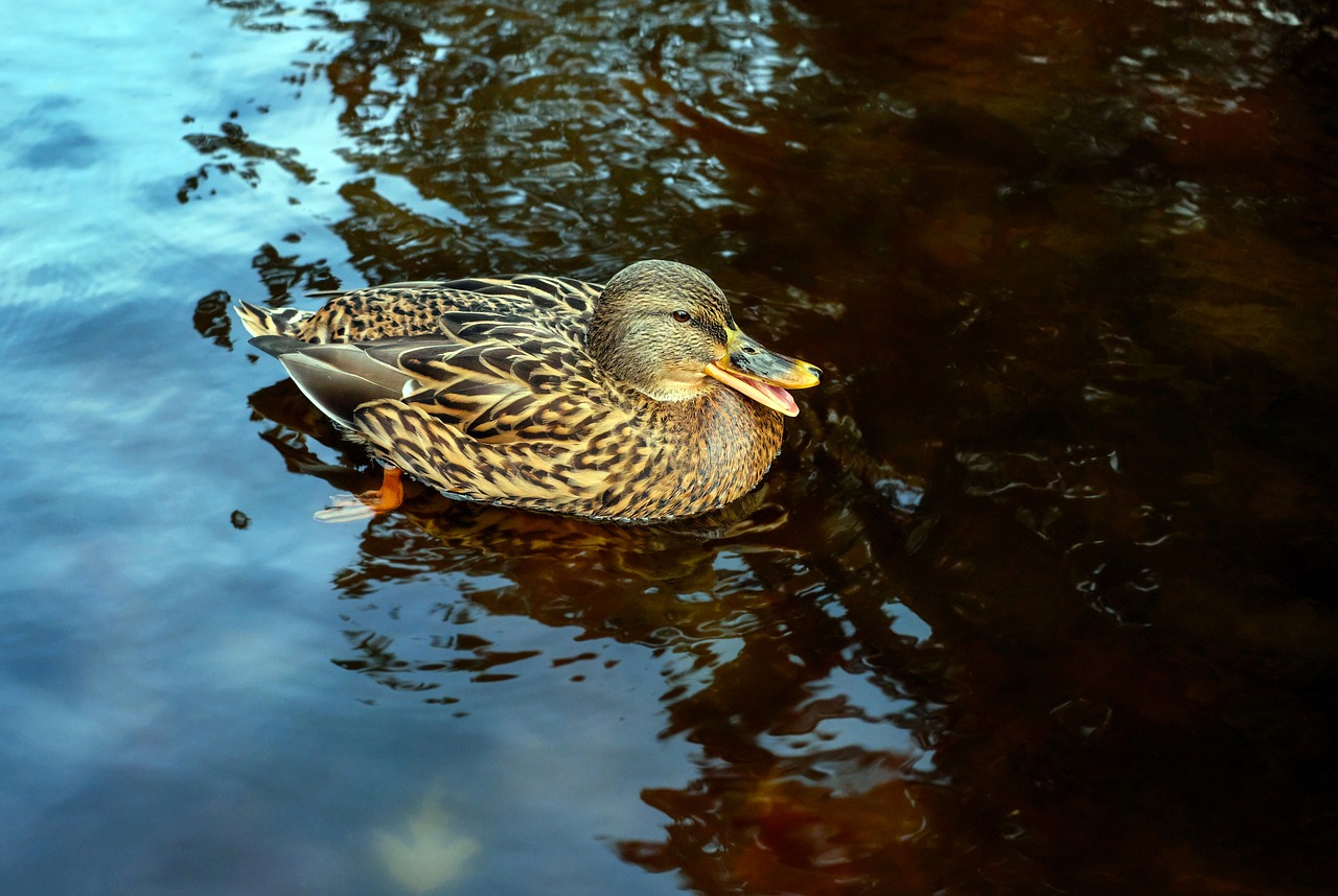 Image - duck bird water bird animal floats