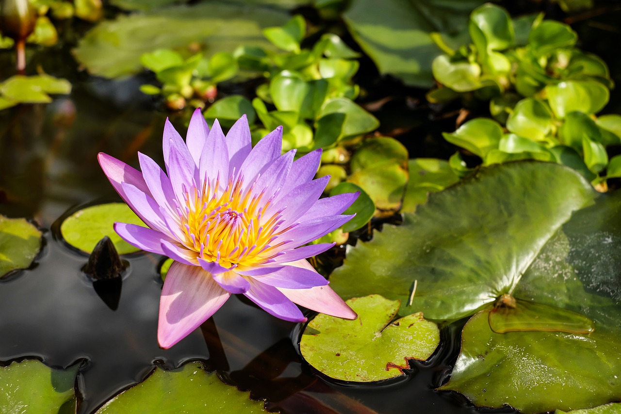 Image - water lily flower blossom bloom