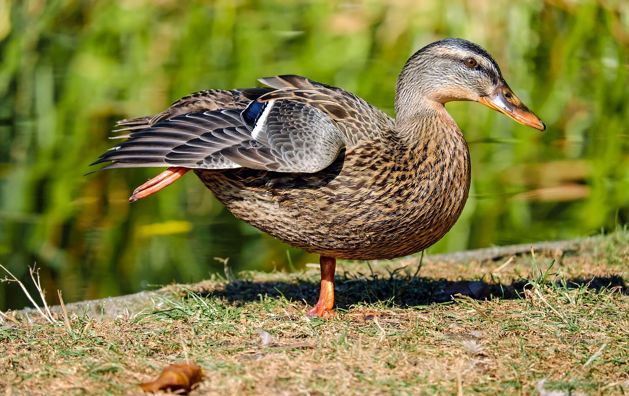 Image - duck bird water bird animal