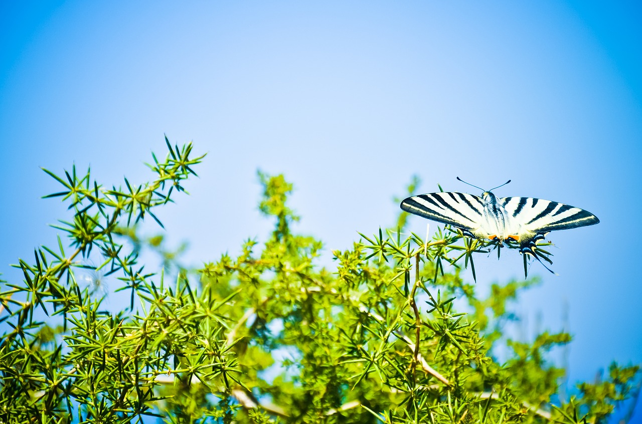 Image - butterfly scarce swallowtail nature