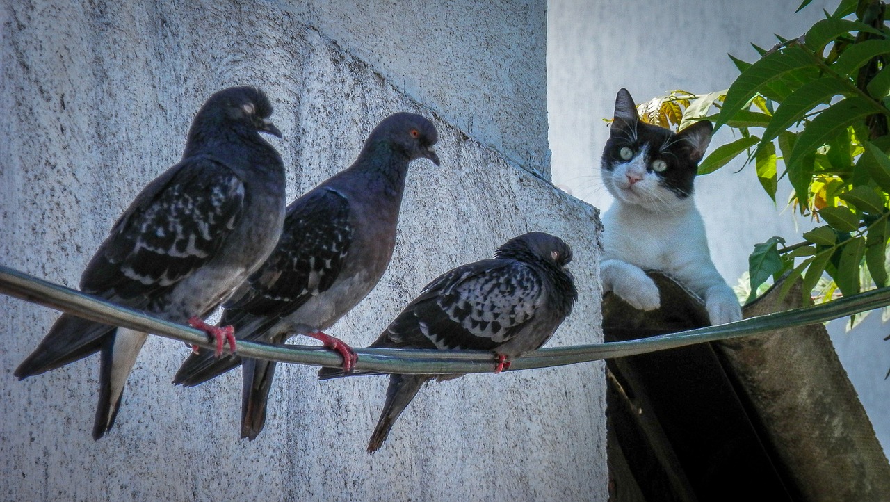 Image - cat animal domestic hunt roofs