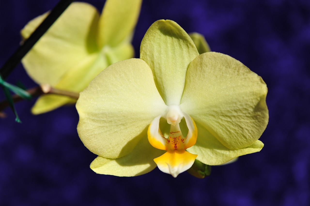 Image - flower white orchid potted plant