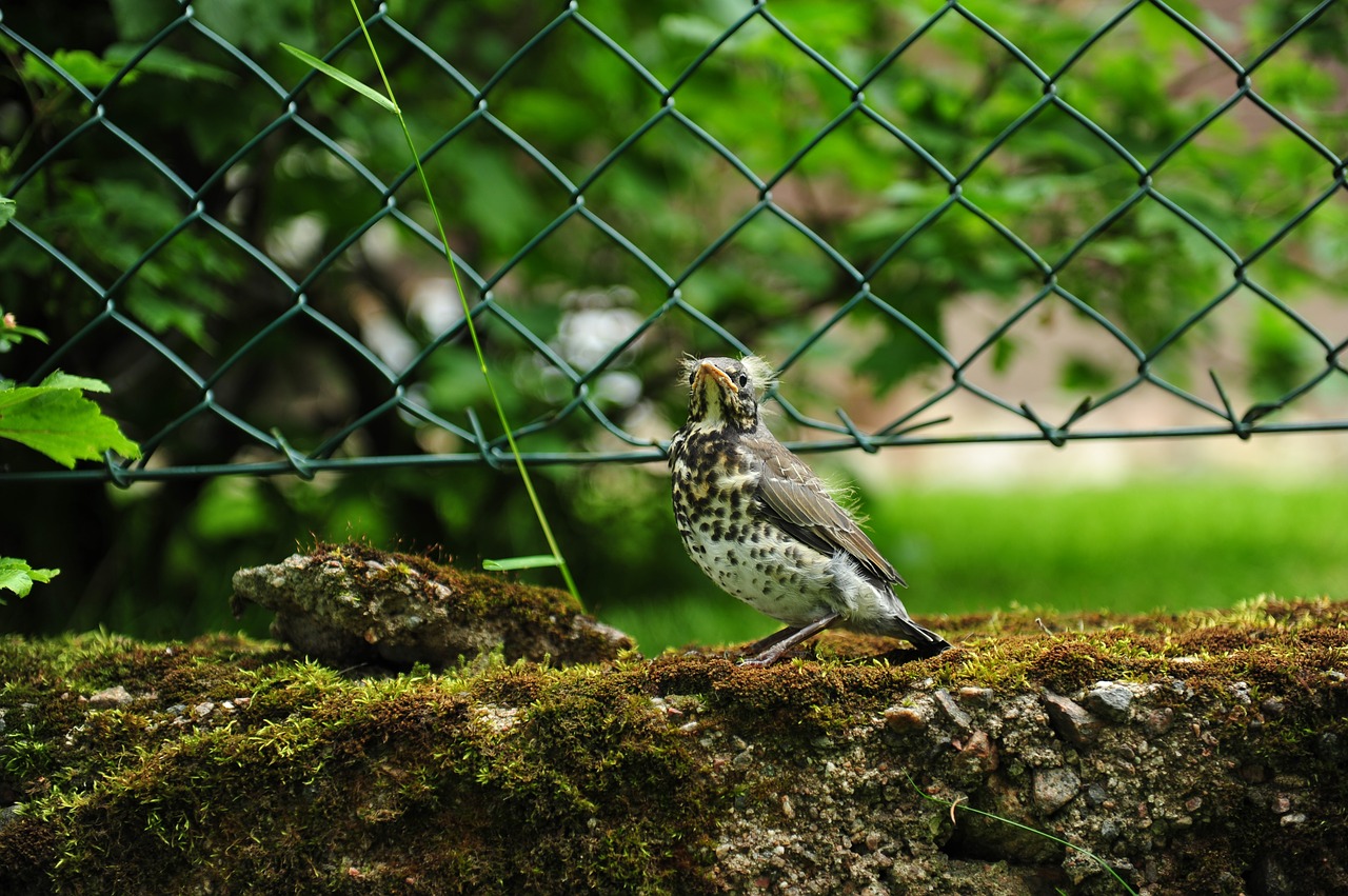 Image - baby bird bird thrush young thrush