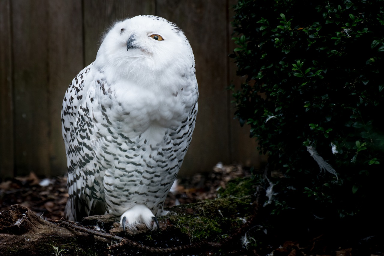 Image - snowy owl owl harry potter bird