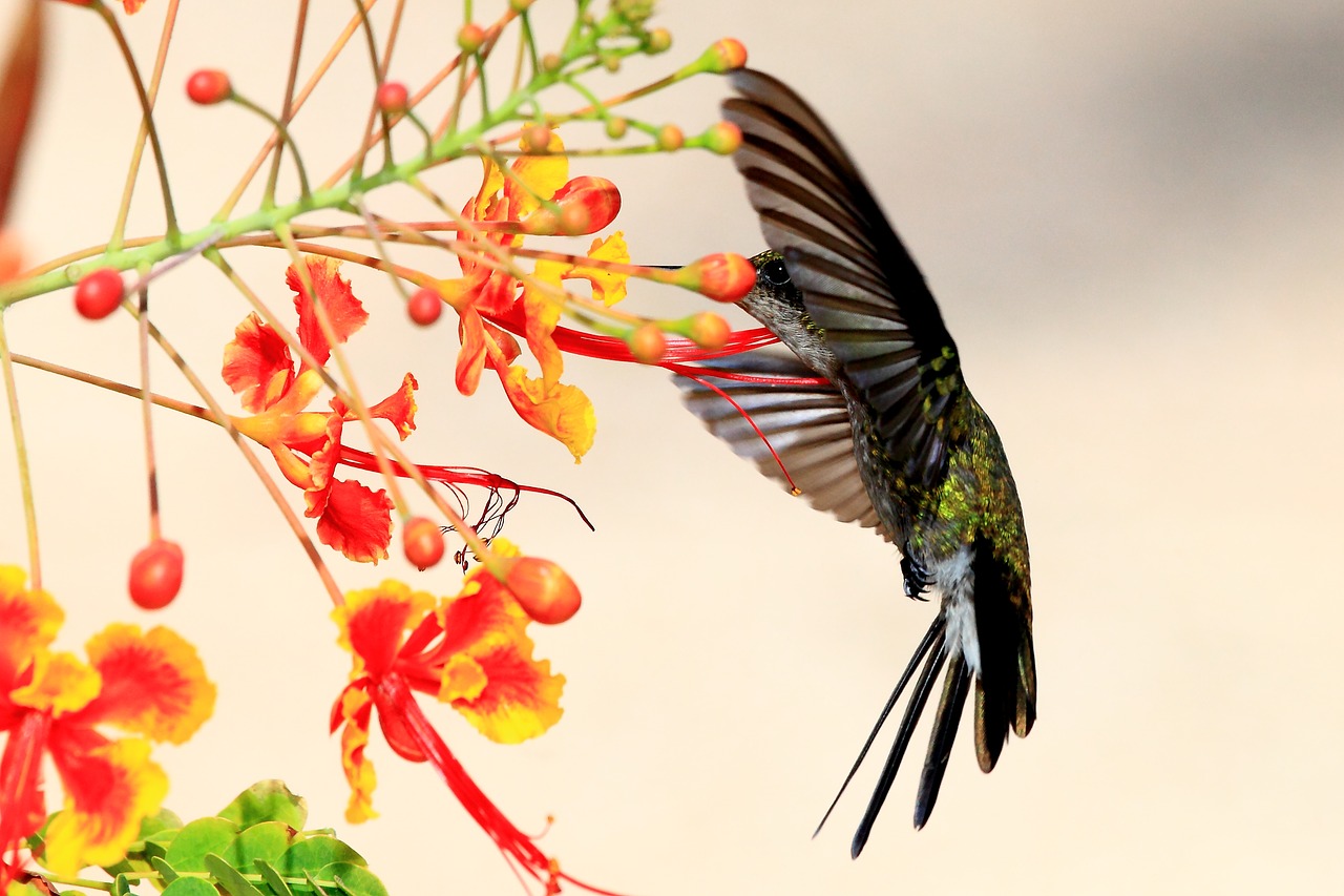 Image - hummingbird cuba wildlife