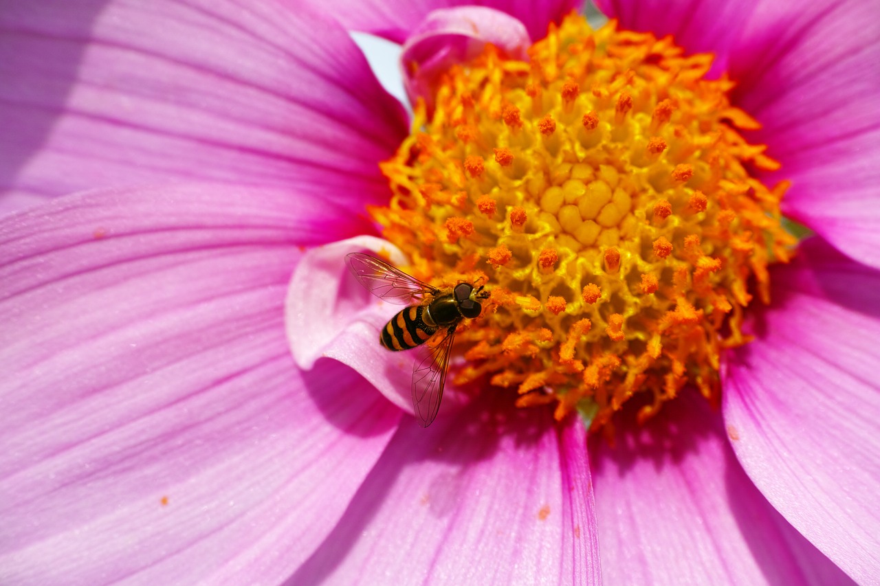 Image - hoverflies cosmos pollen macro