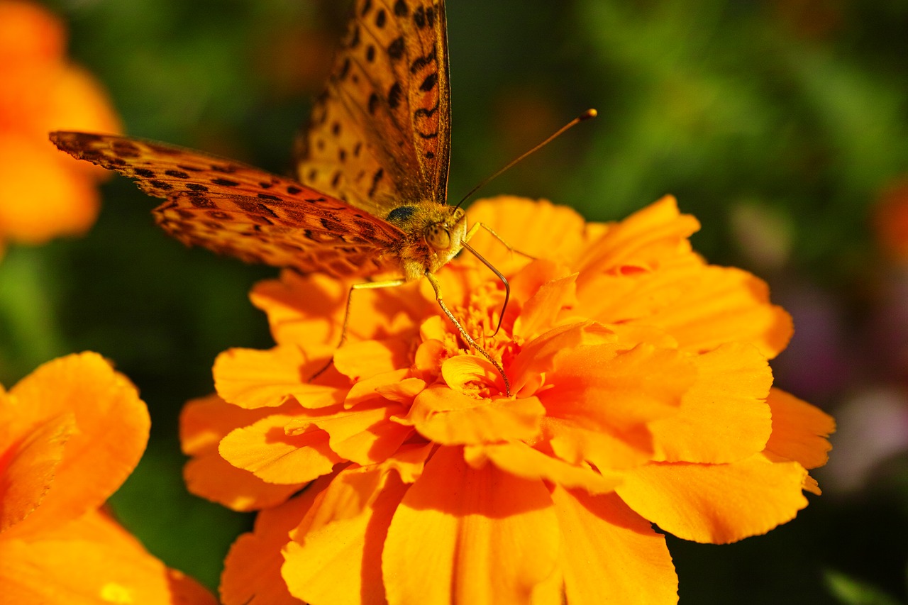 Image - blacktip reef shark fritillary