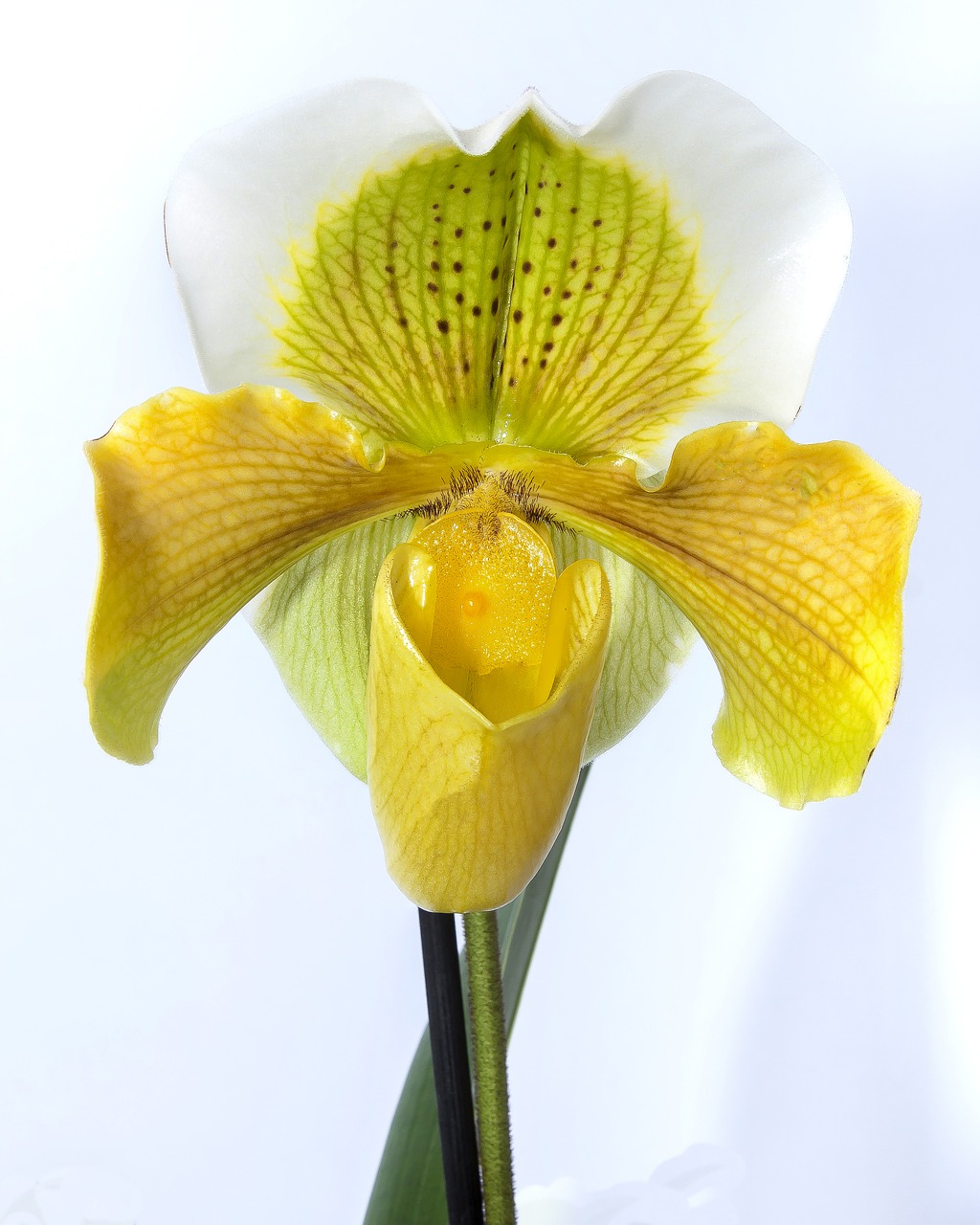 Image - frauenschuh orchid yellow blossom