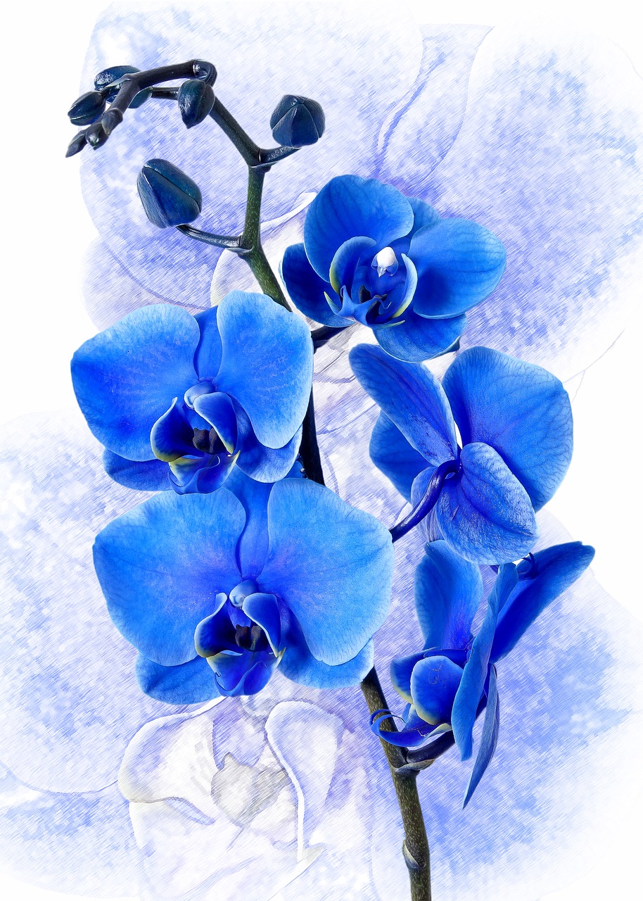 Image - phalaenopsis orchid colored blue