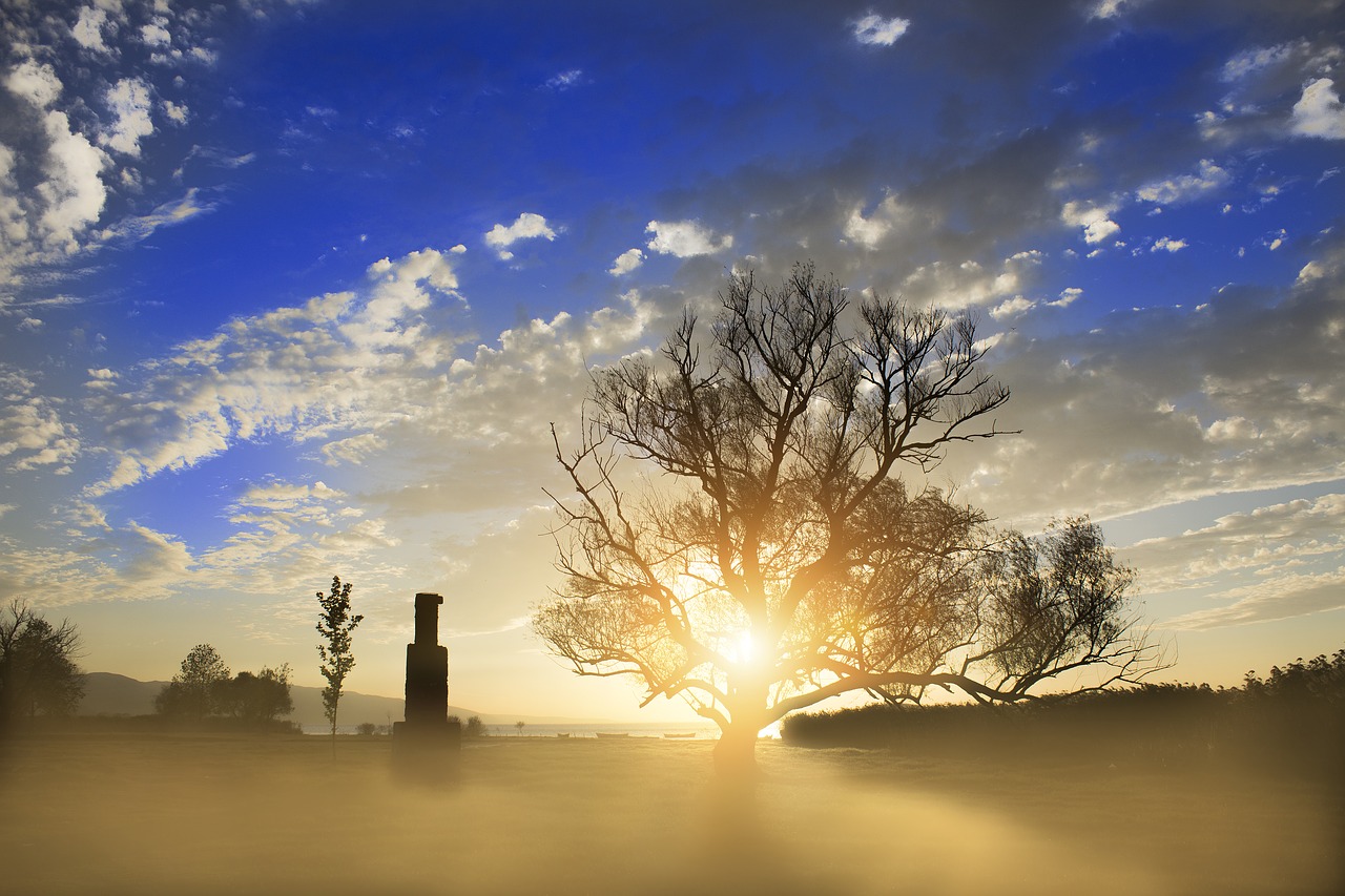 Image - landscape tree fog sunrise solar