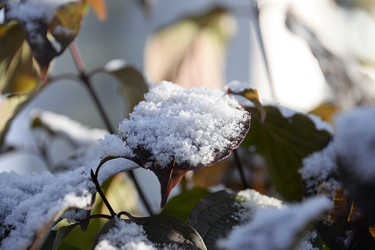 Image - snow leaves bush first snow snowy