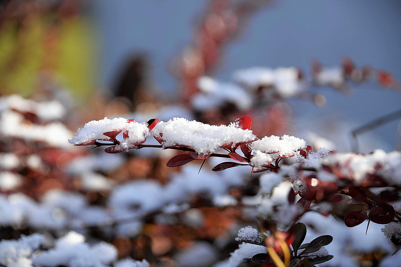 Image - zwergberberitze snow leaves snowy