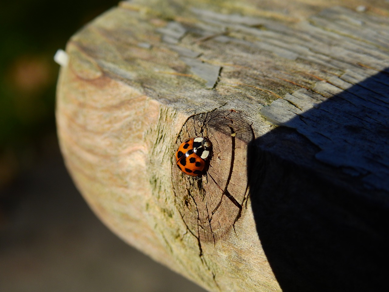 Image - beetle ladybug wood nature insect