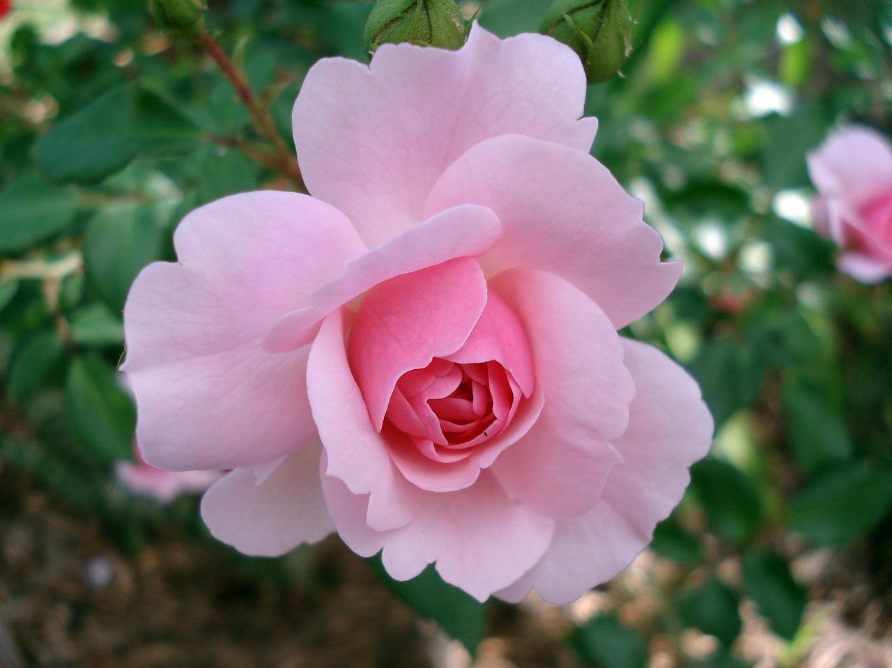 Image - rose rosaceae flower pink garden