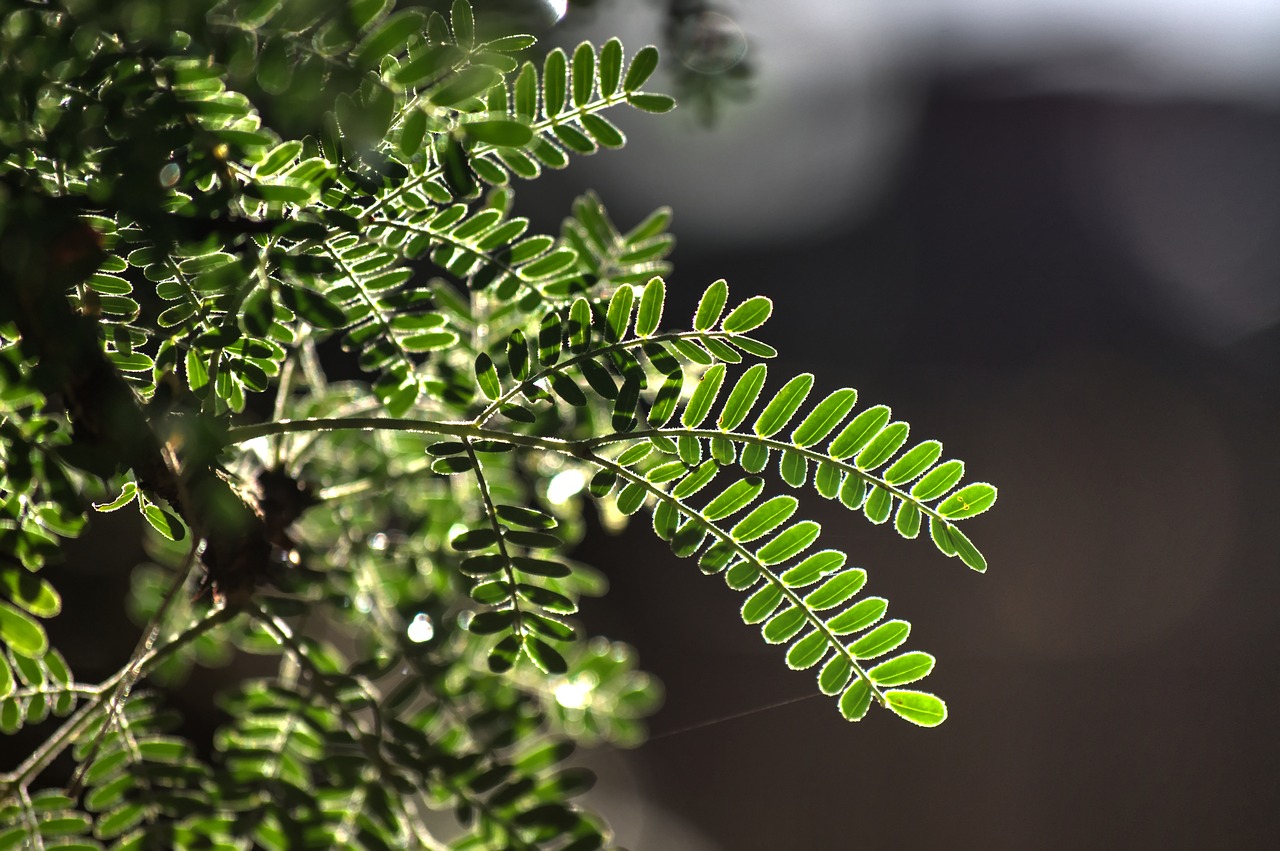 Image - thorn tree new growth summer