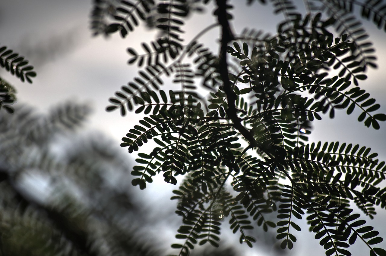 Image - thorn tree new growth summer