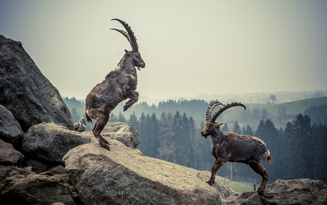 Image - capricorn rock animal mountains