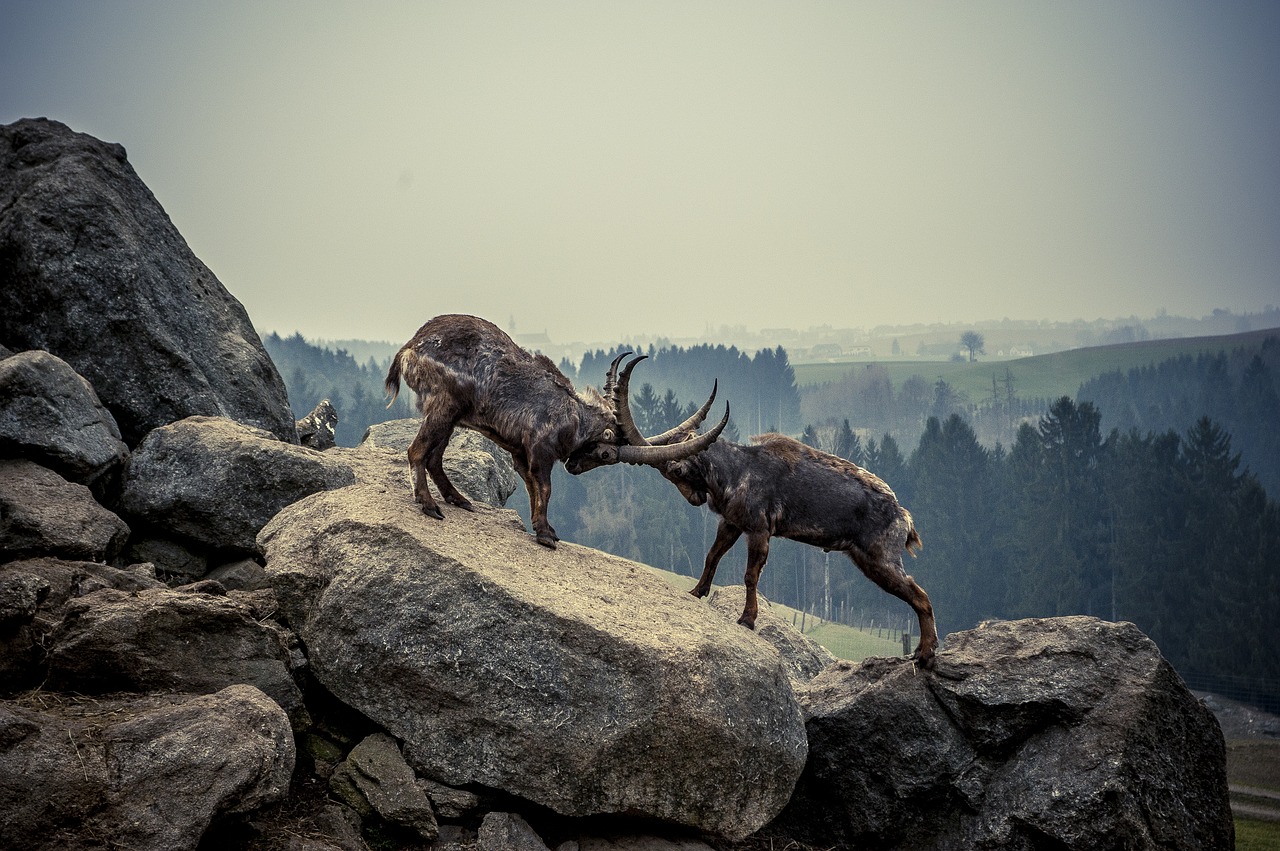 Image - capricorn rock animal mountains