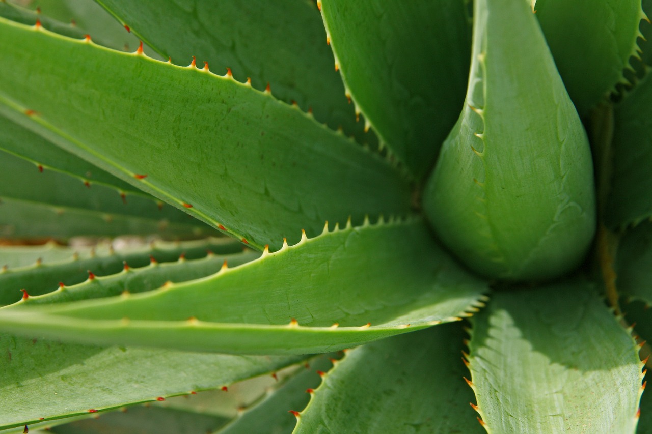 Image - leaves aloe leaf plant nature