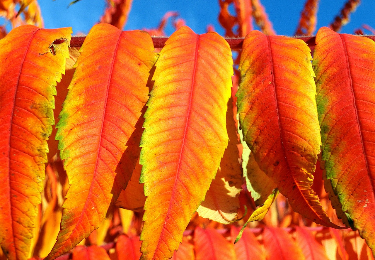 Image - rhus vinegar tree leaves deciduous