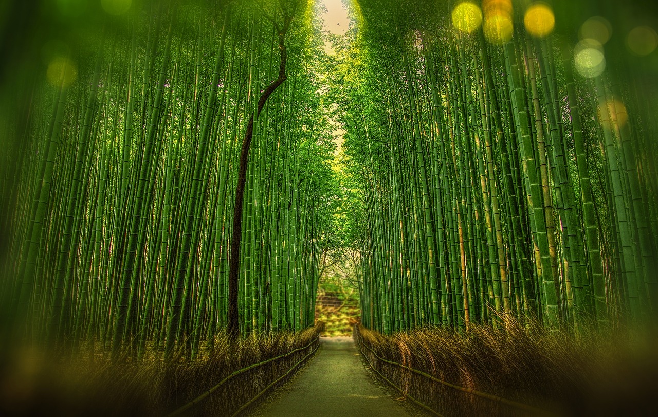 Image - kyoto japan bamboo bokeh adventure