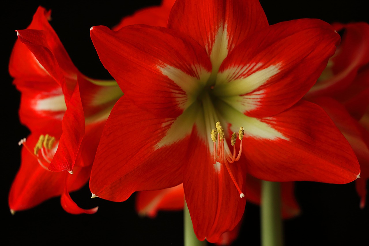Image - amaryllis flower blossom bloom red