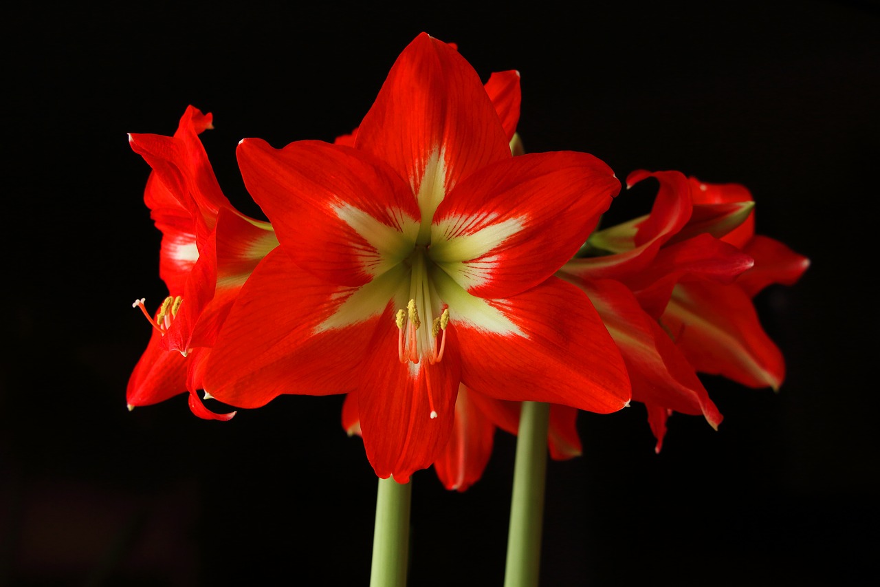 Image - amaryllis flower blossom bloom red