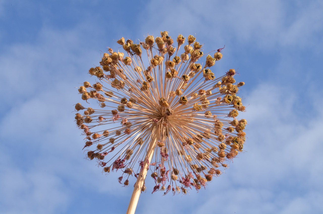 Image - garlic blooming summer sky flower