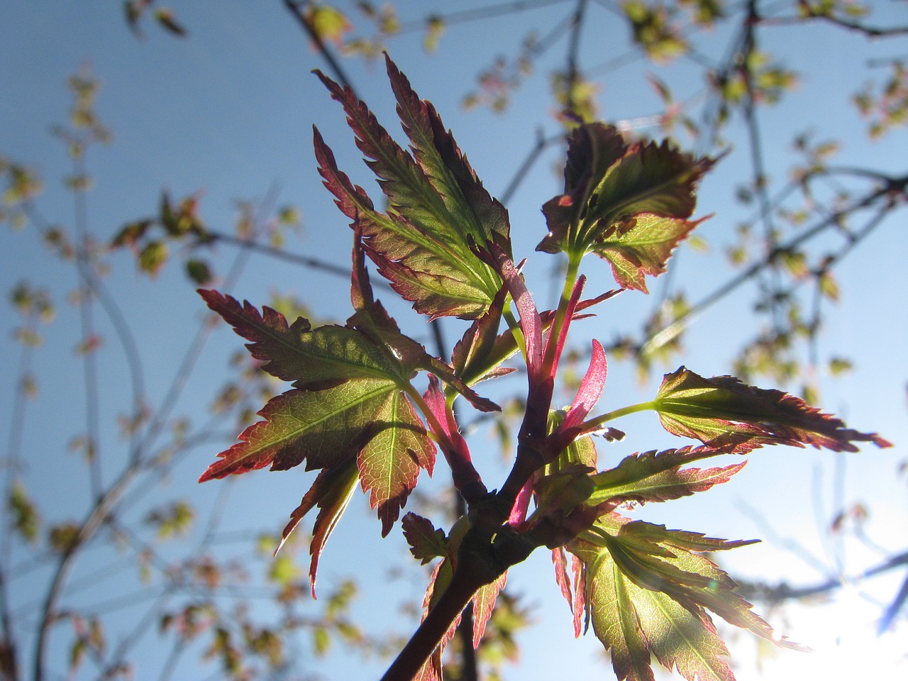 Image - spring japanese maple foliage leaf