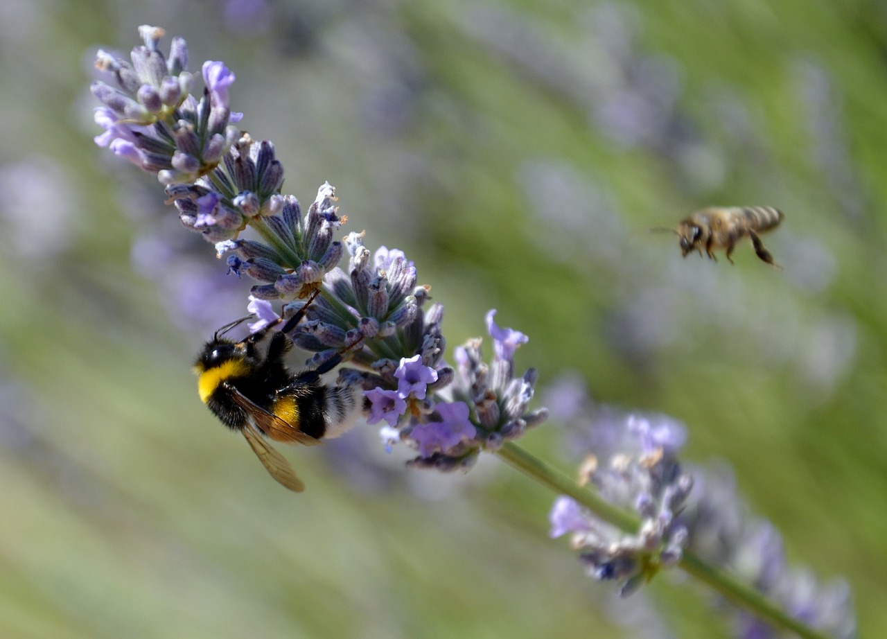 Image - bee lavender nature pollen