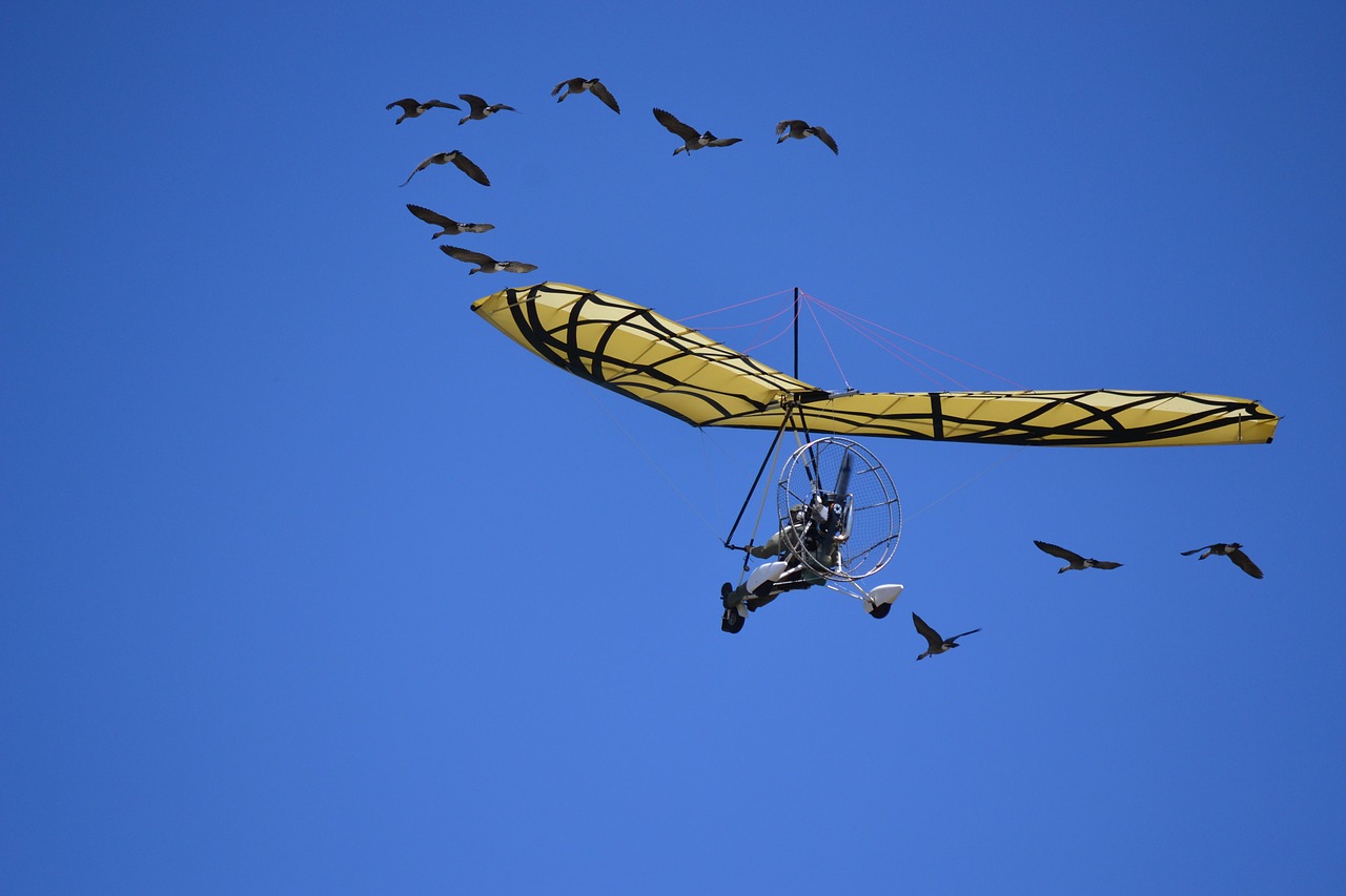 Image - glider geese sky herd flight