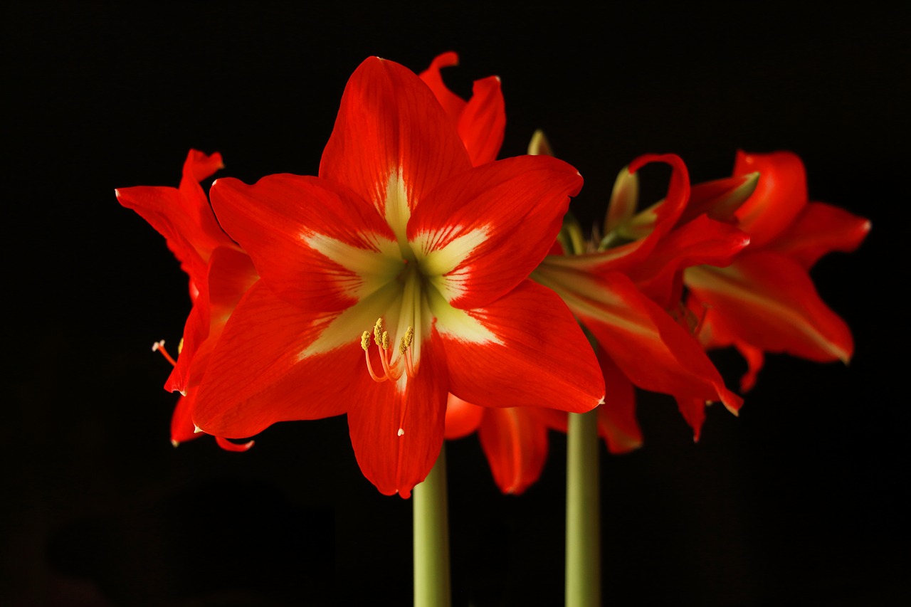 Image - amaryllis flower blossom bloom red