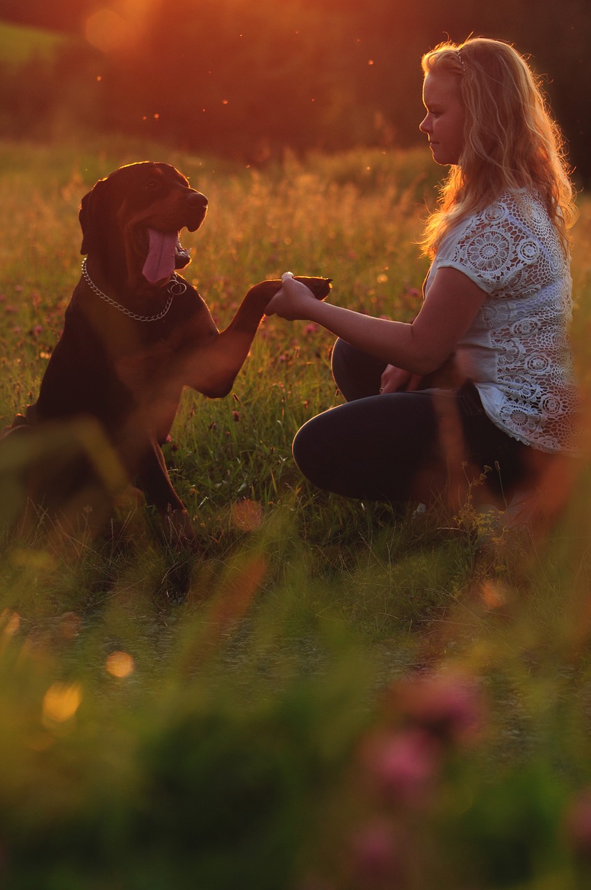 Image - dog animal friendship summer