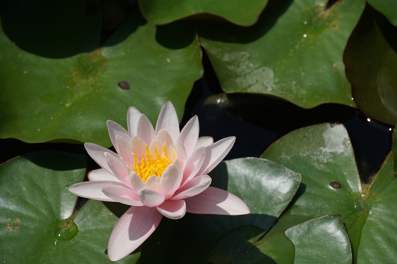 Image - nenuphar pink basin flower