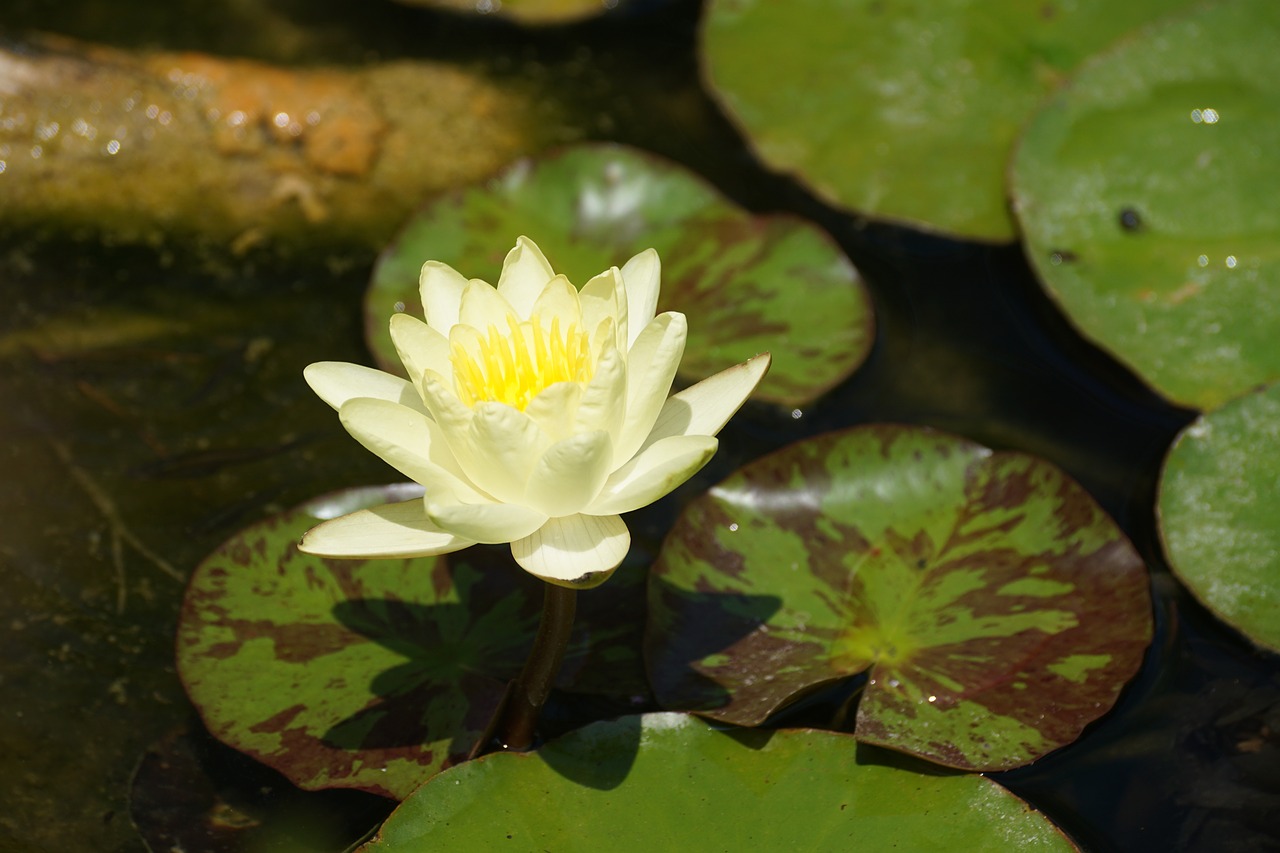 Image - nenuphar yellow flower pond