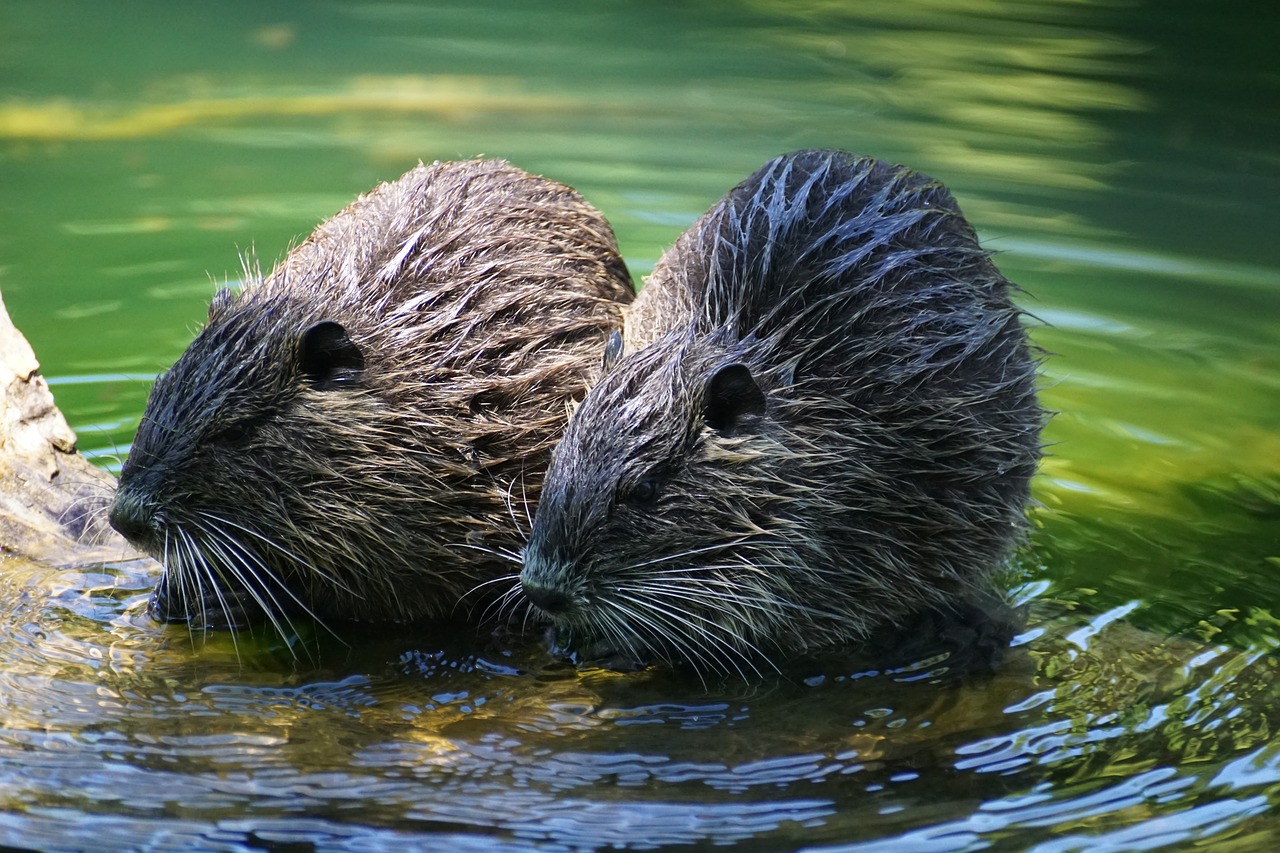 Image - nutria rodent river