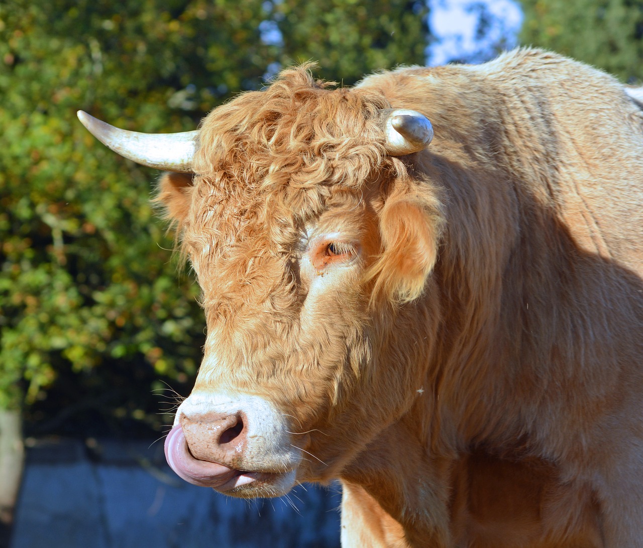 Image - cattle breeding ruminating field