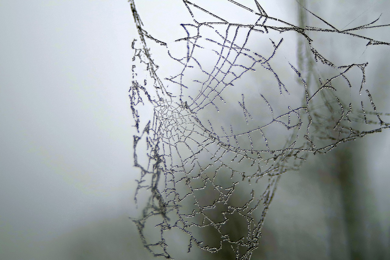 Image - cobweb ice not cold frost frosted