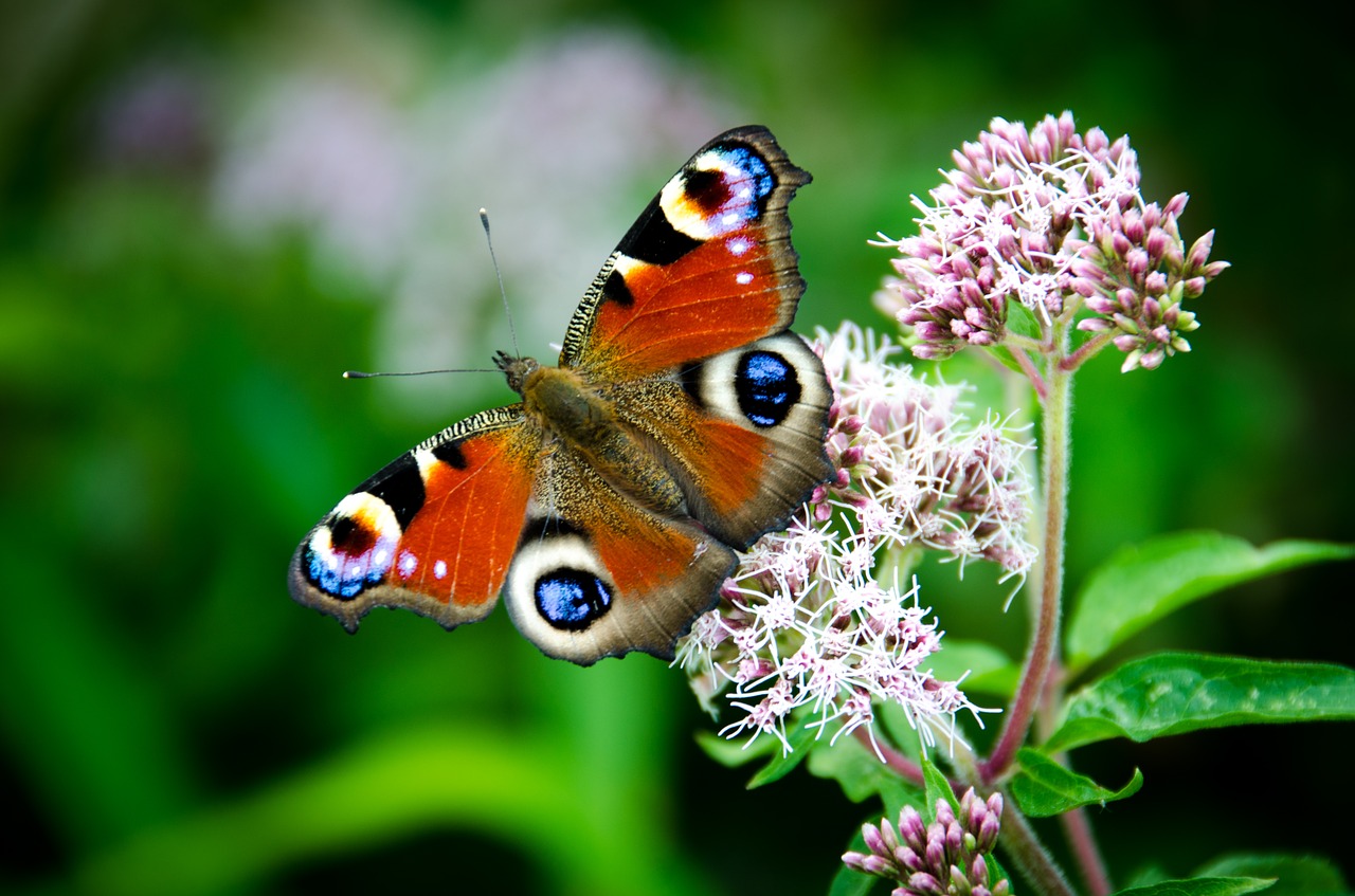 Image - jutland butterfly skull shrub