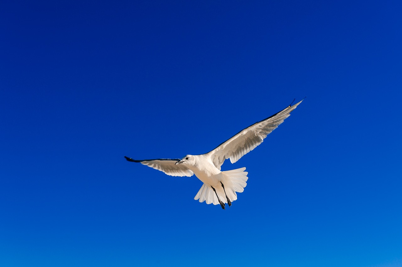 Image - seagull sky blue sky fly nature