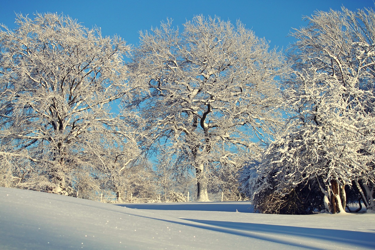 Image - winter wintry snow snowy trees