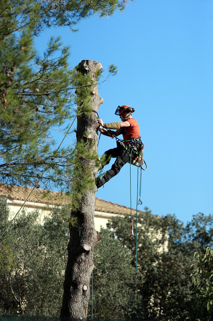 Image - work tree trimming cup limbing
