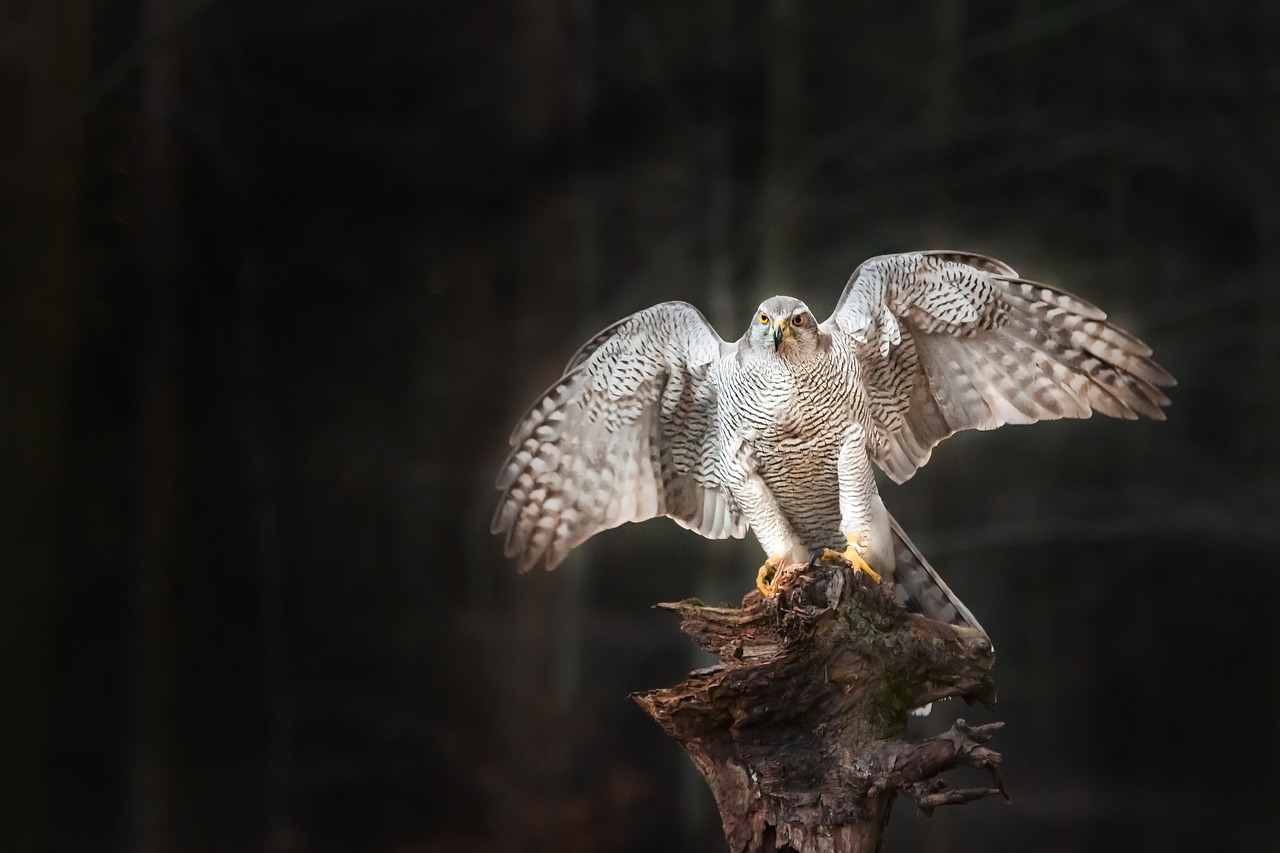 Image - bird the hawk bird of prey nature