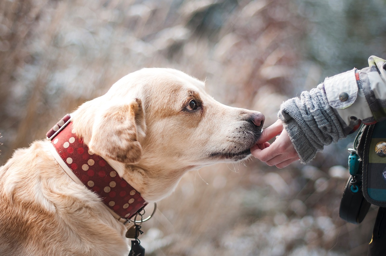 Image - dog friendship nature trust