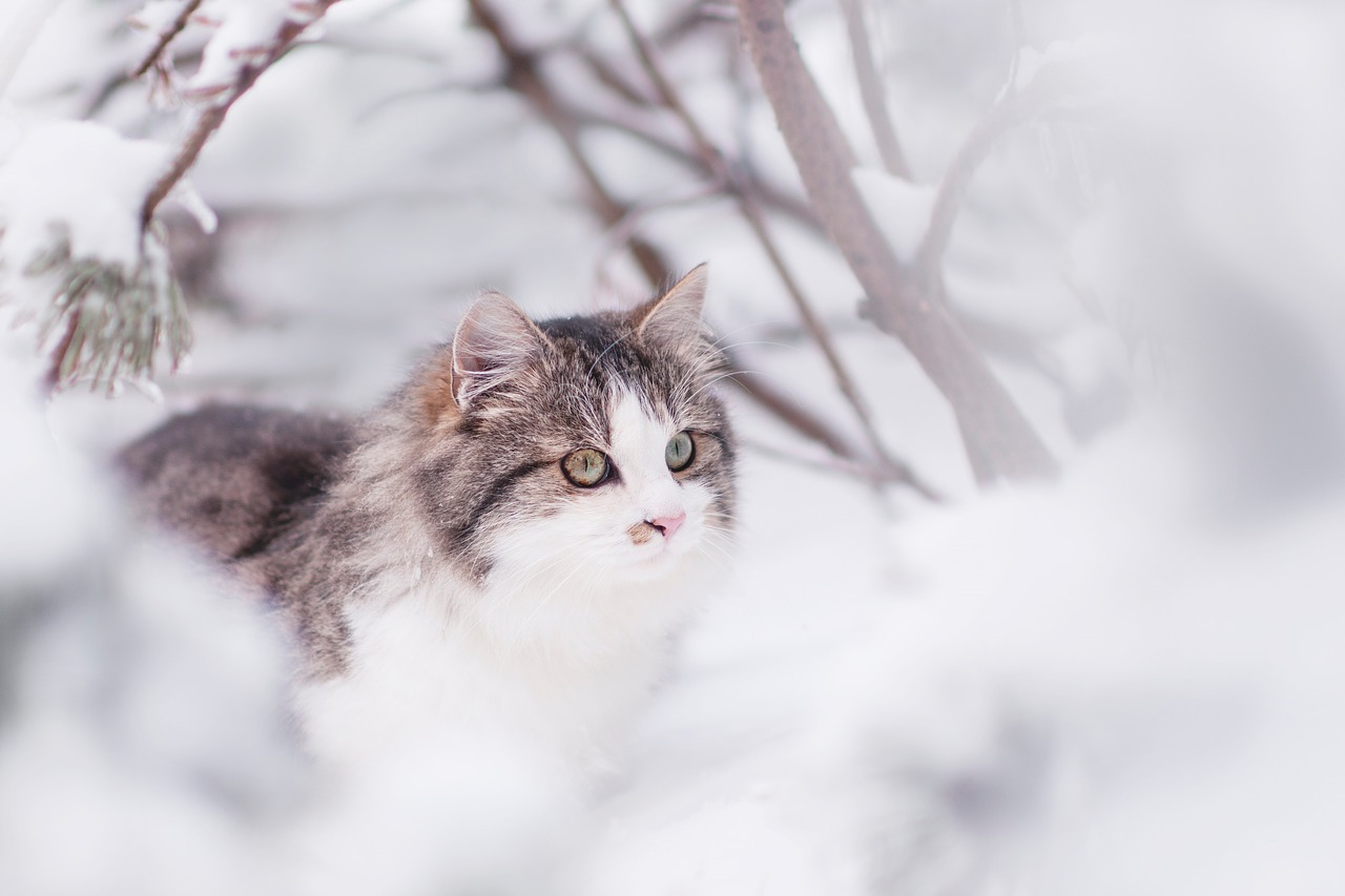 Image - cat tomcat winter animal head