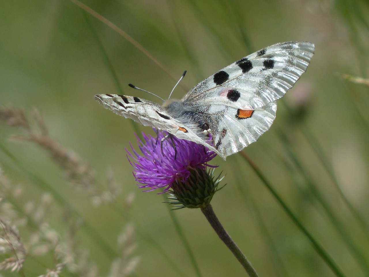 Image - apollo butterfly apollofalter