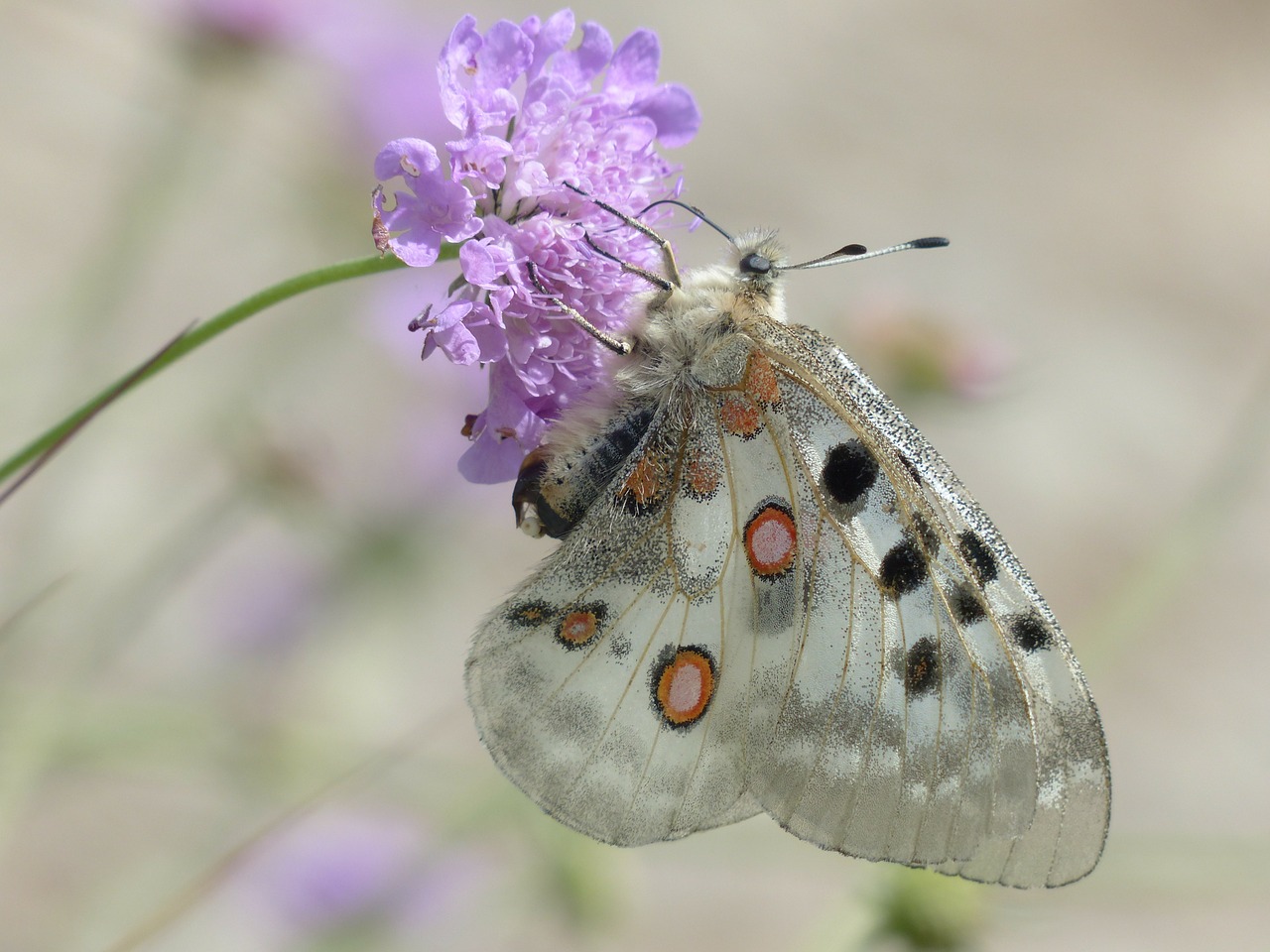 Image - apollo butterfly apollofalter