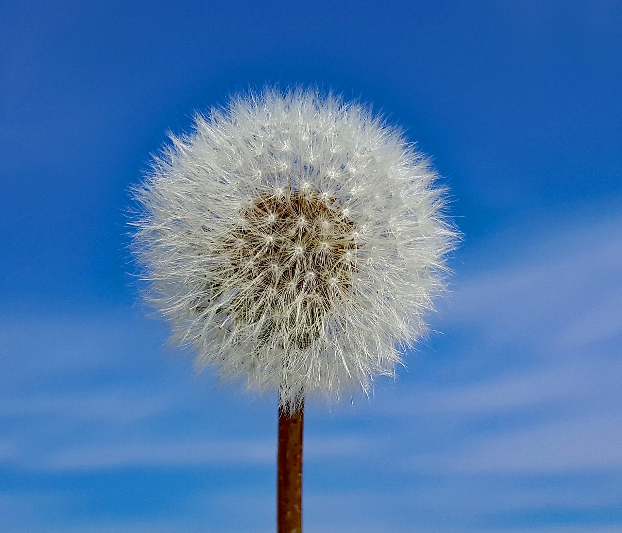 Image - dandelion plant seed nature clouds